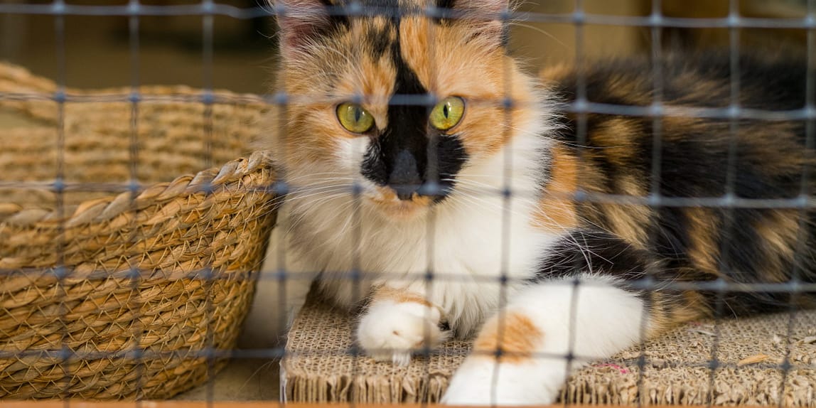 Eine Glückskatze schaut durch ein mit einem Katzengitter gesichertes Fenster.